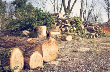 Ancora alberi abbattuti a Sesto, “in atto una deforestazione”