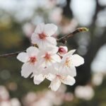 Cultura e spettacolo: gli eventi di marzo nel Nord Milano